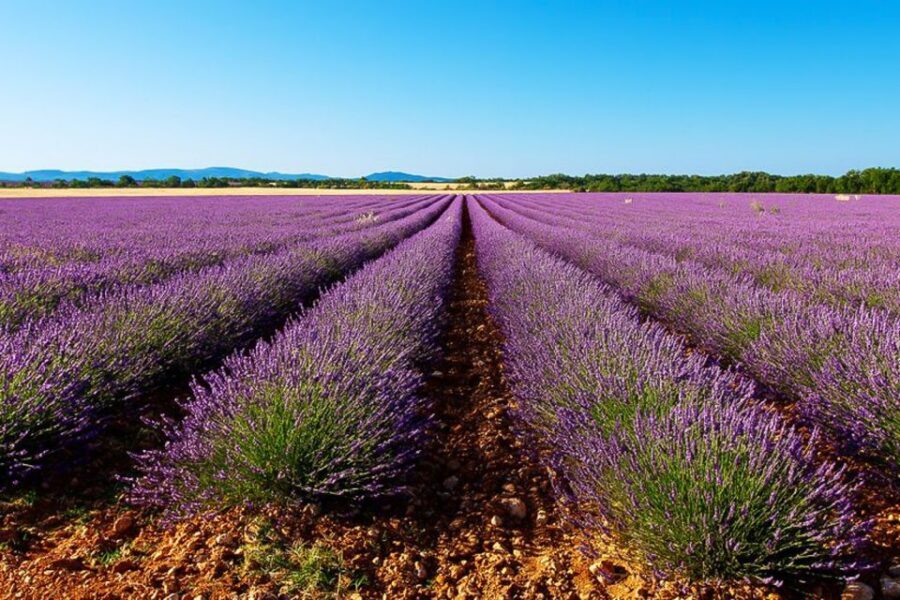 From Marseille: Valensole Lavender Full-Day tour - Valensole Plateau: making sense of lavandin and the best moments to photograph