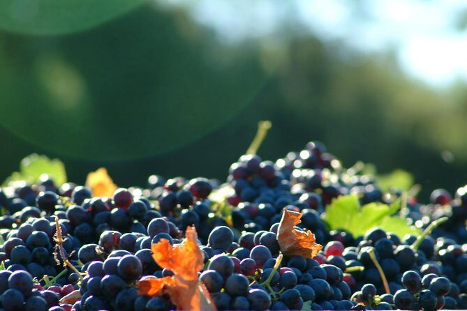 Full-Day Wine Tour around Luberon from Marseille - Stop 1 Morning: Two Wineries and the Terroir Lesson That Sticks
