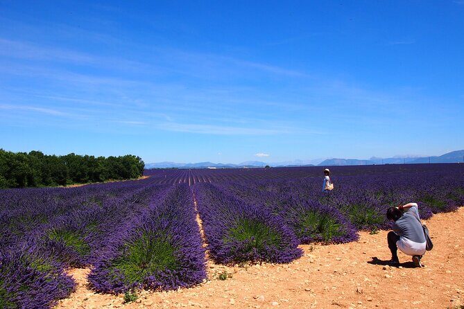 Lavender Fields Tour in Valensole from Marseille - Key things to know before you go