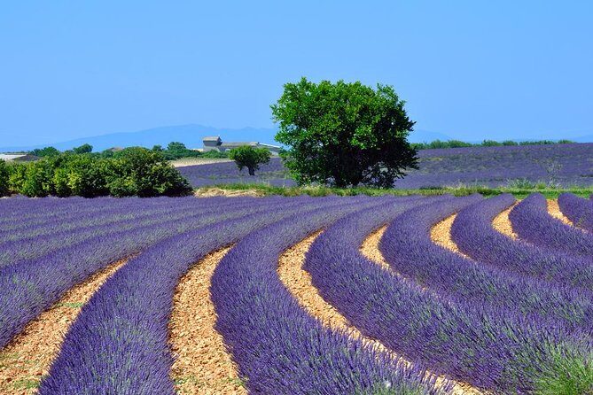Lavender Small-Group Tour In Valensole from Marseille - Price and what you’re really getting for $191.88