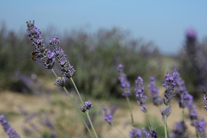 Lavender Tour Sault from Marseille - Price, what’s included, and who gets the best value