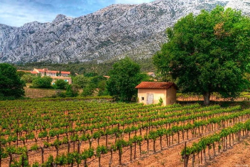Marseille Vieux Port & Wine Tasting - Private Tour - Transportation, group size, and why the private format helps here