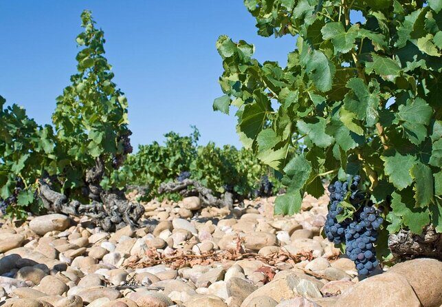 Small Group Marseille Shore Excursion : Avignon & Chateauneuf du Pape Wine Tour - Key Things to Know Before You Go