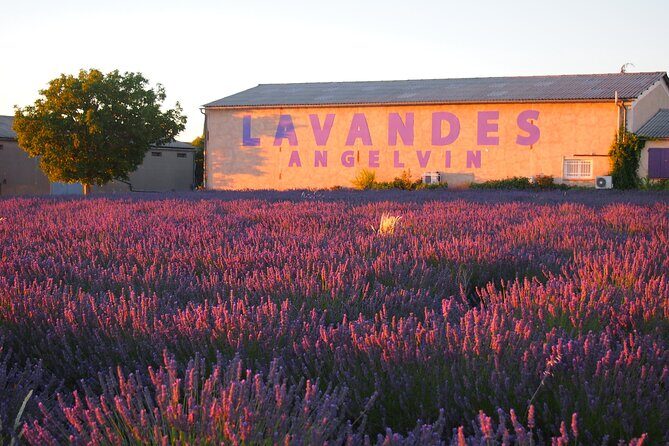 Sunset Lavender Tour in Valensole with pickup from Marseille - Plateau de Valensole at golden hour: the main field time